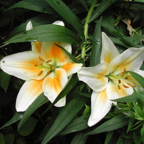 Lilium Kansas